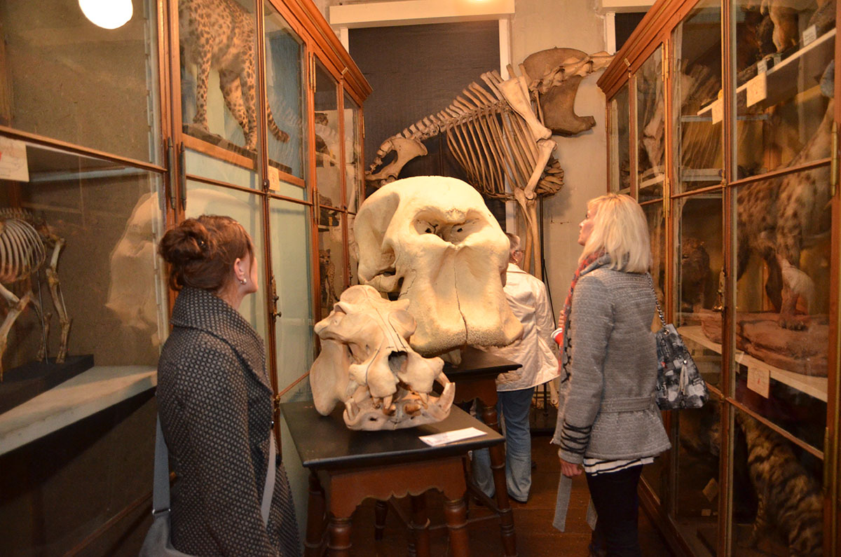 Schädel eines großen Tieres im Zoologischen Institut der Uni Halle