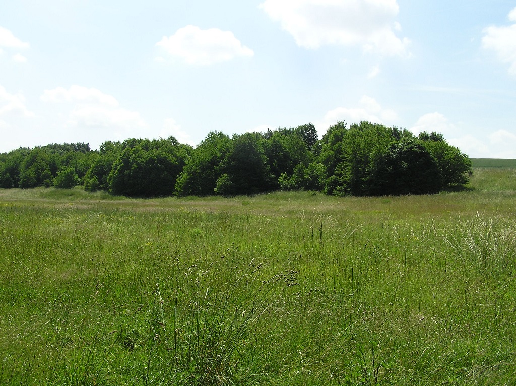 mitten auf einer Wiese stehende Baumgruppe