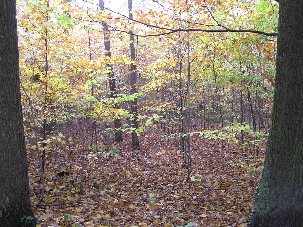 Ein Blick in den Wald. Kleine schmale Bäume wachsen unter großen hohen Bäumen.