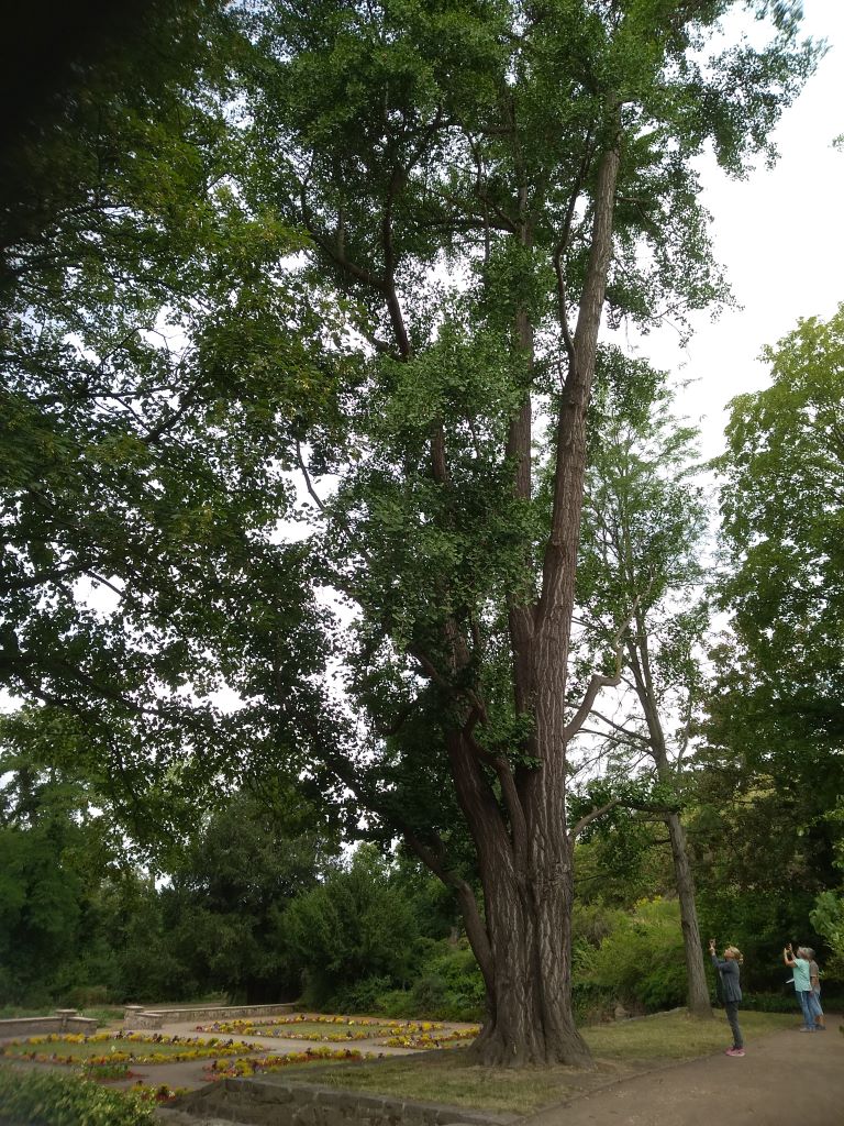 großer alter Ginkgo-Baum steht in einem Park vor bepflanzten Blumenbeeten, er füllt fast das gesamte Bild aus