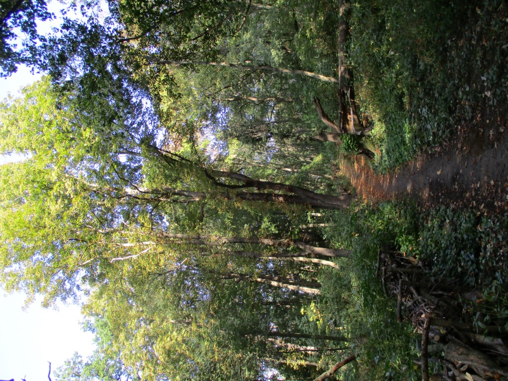 Parkbäume mit Weg