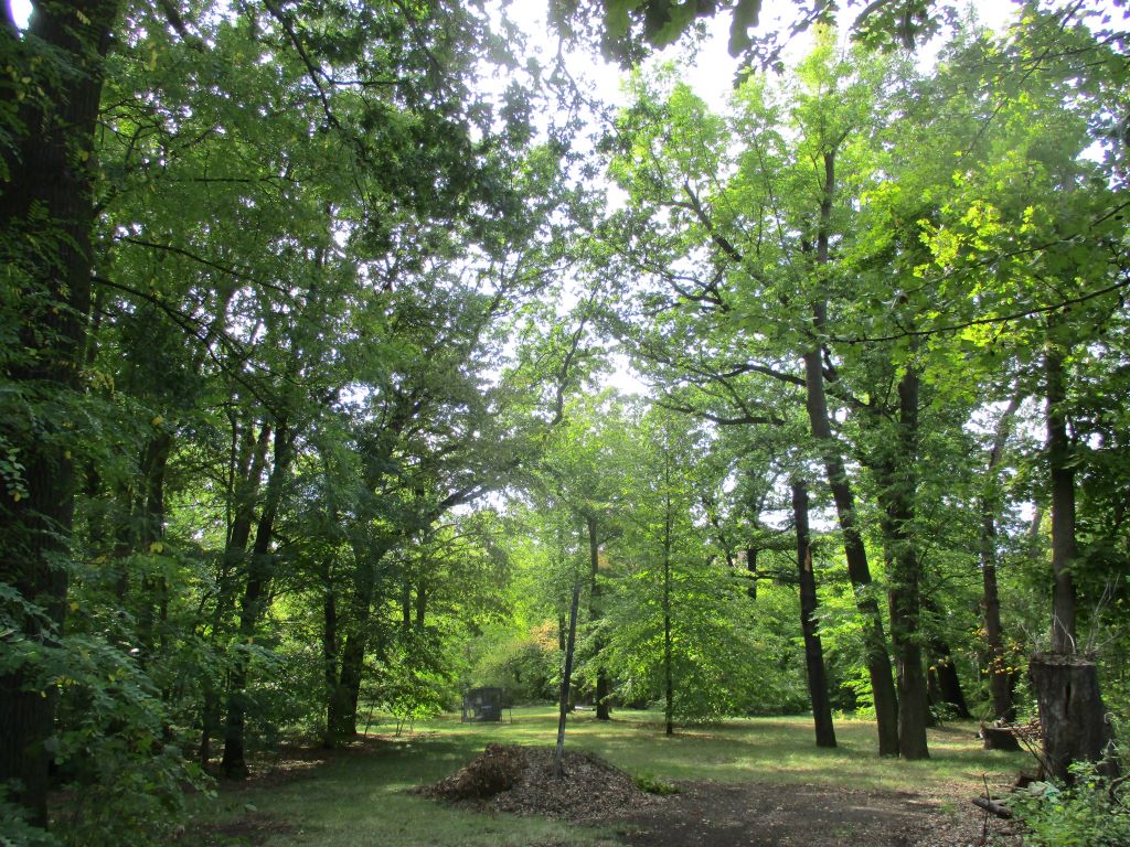 Parkanlage mit großen Bäumen