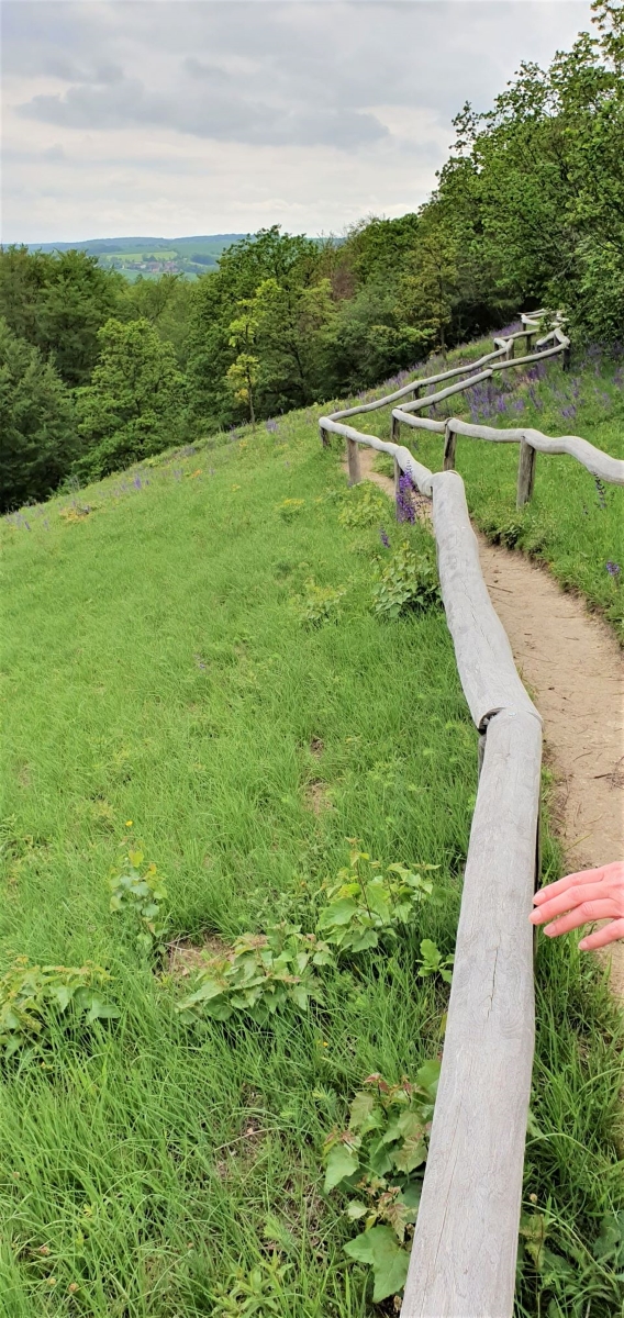 Wiese mit Orchideen, Weg mit Holzgeländer