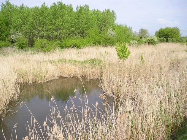 kleiner Teich von Schilf umgeben, Bäume im Hintergrund