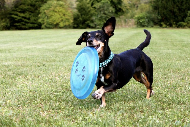 schwarzer Dachshund mit braunen Pfoten und Schnauze steht auf einer Wiese und hält eine Frisbeescheibe in der Schnauze