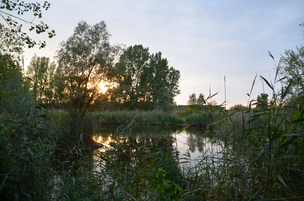 kleiner Teich von Schilf umgeben, blauer Himmel, Abendsonne schimmert durch die Bäume, 