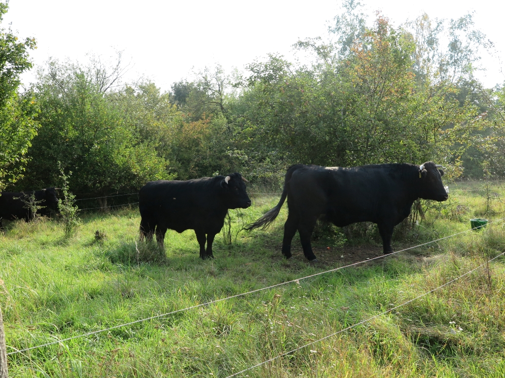 schwarze Rinder grasen auf einer eingezäunten Wiese mit Sträuchern