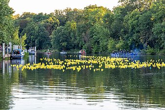 hunderte gelber Plasteenten treiben auf der Saale