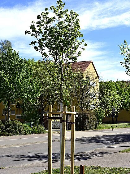 neu gepflanzter Ahorn-Baum an der Straße, weißer Stamm, Dreibock, Pfahl für Widmungsschild