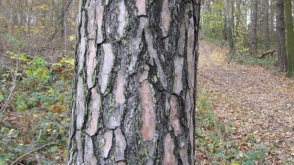 Baumstamm mit starker eingerissener Borke