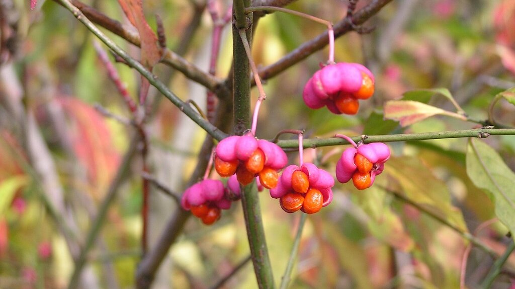 leuchtend rosafarbige Blüten mit orangen Kullern