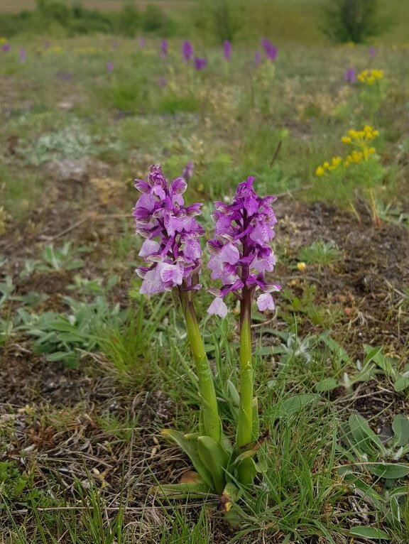 Zirka 20 Zentimeter hohe lila blühende Orchidee Kleines Knabenkraut auf einem Trockenrasen