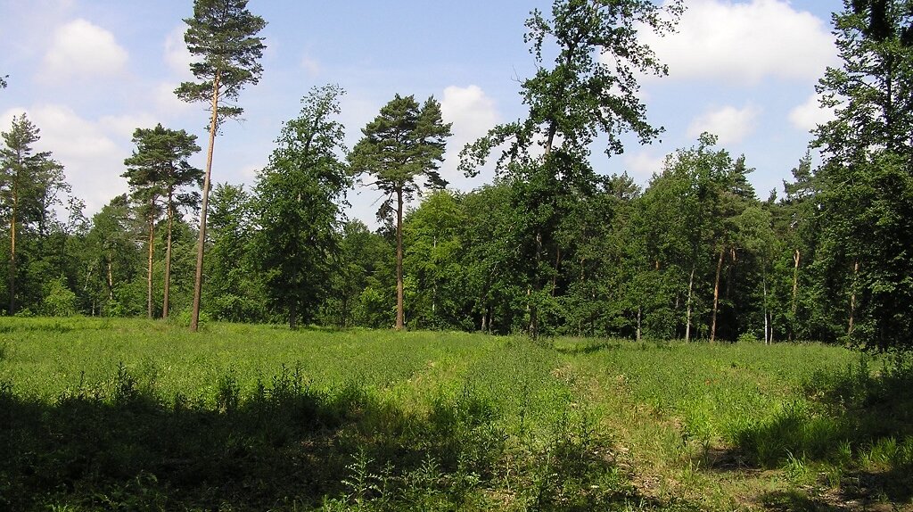 eine Fläche im Wald, wo nur noch vereinzelt Bäume stehen