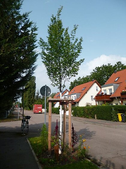 Jungbaum mit weißem Stamm und Dreibock am Straßenrand, Einfamilienhäuser im Hintergrund