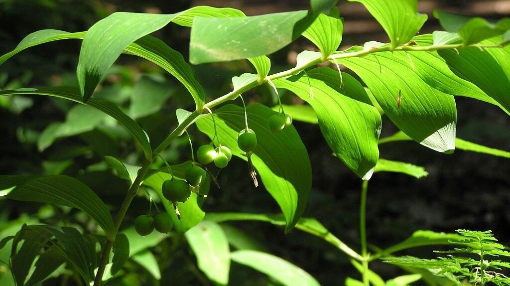 spitze zulaufende grüne Blätter am Zweig mit grünen kleinen Erbsen
