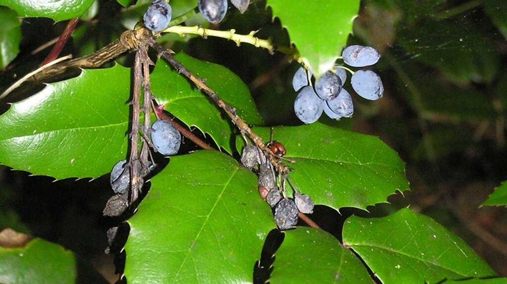 Zweig mit grünen dornigen kleinen Blättern und blau bis blauschwarzen kleinen Beeren