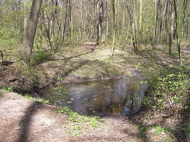 Ein Wasserloch mitten im Wald.