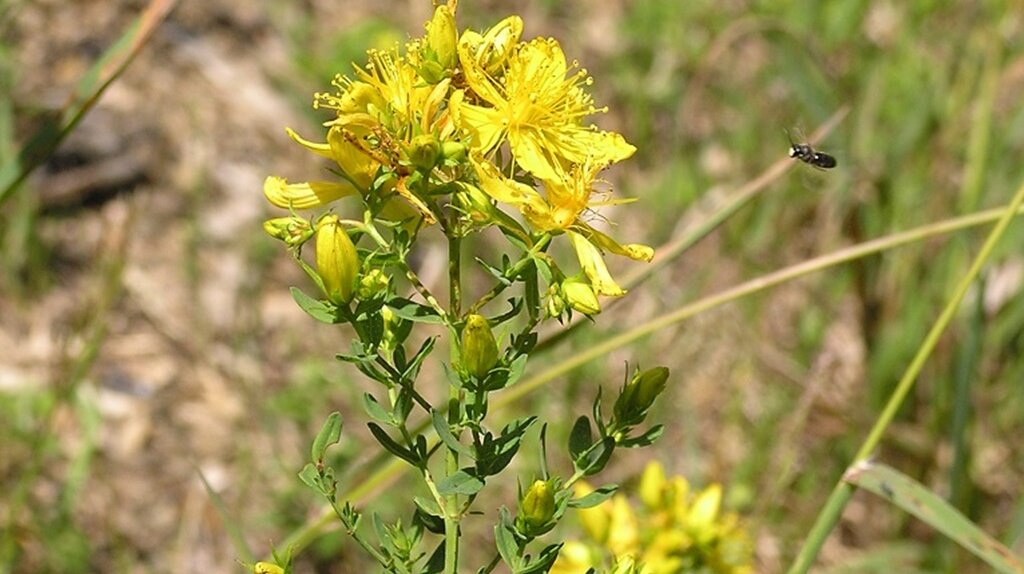 gelbe fünfkronige Blüte mit grünen länglichen durchlöcherten Blättern