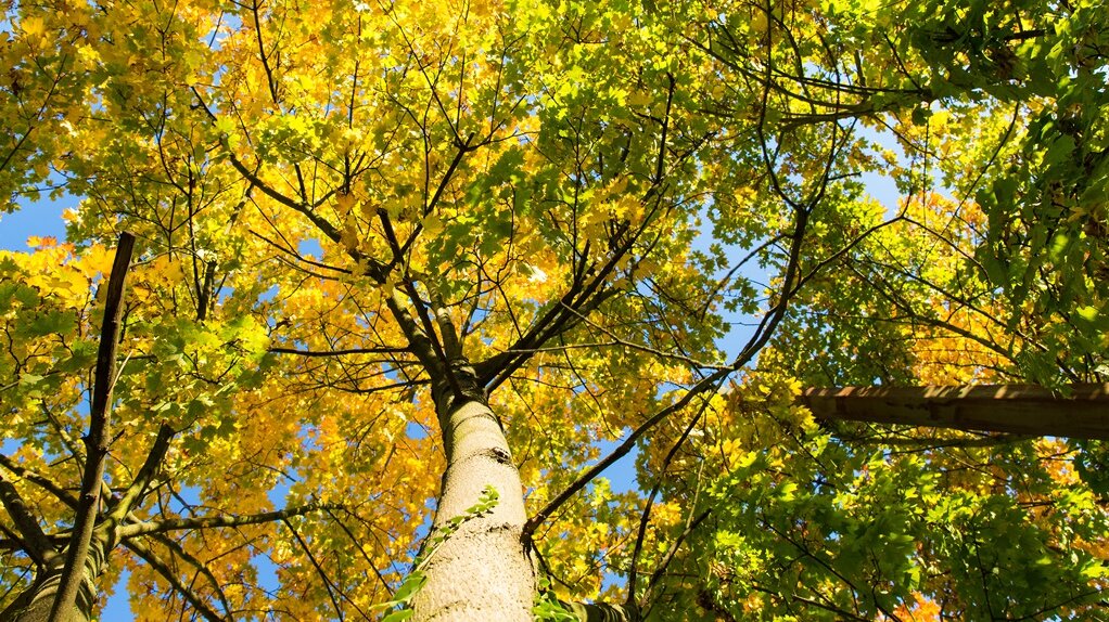 Baum mit schöner Herbstfärbung