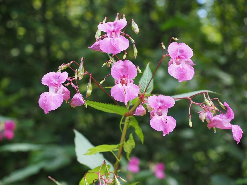 rosa blühende Pflanze, die sich invasiv verbreitet 