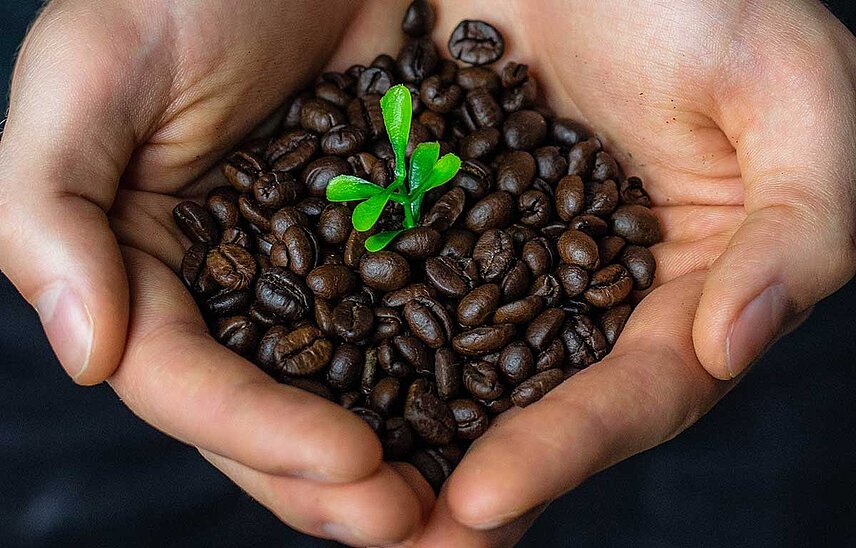 Zwei Hände halten ungemahlene braune Kaffeebohnen, aus den Kaffeebohnen wächst eine kleine grüne Pflanze