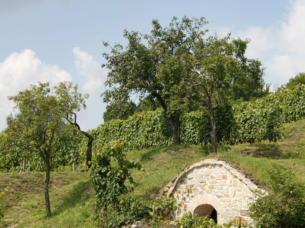 Weinberg mit gemauertem Kellereingang, Weinstöcken Wiese und Bäumen