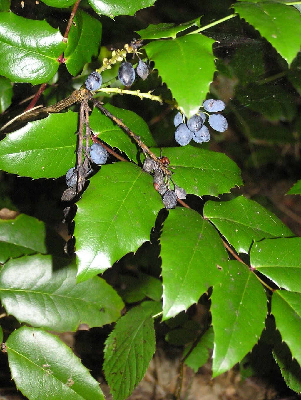 Die Mahonie findet man entlang des Naturlehrpfades am Stein 11. Spitze zulaufende Blätter und blaue Beeren.
