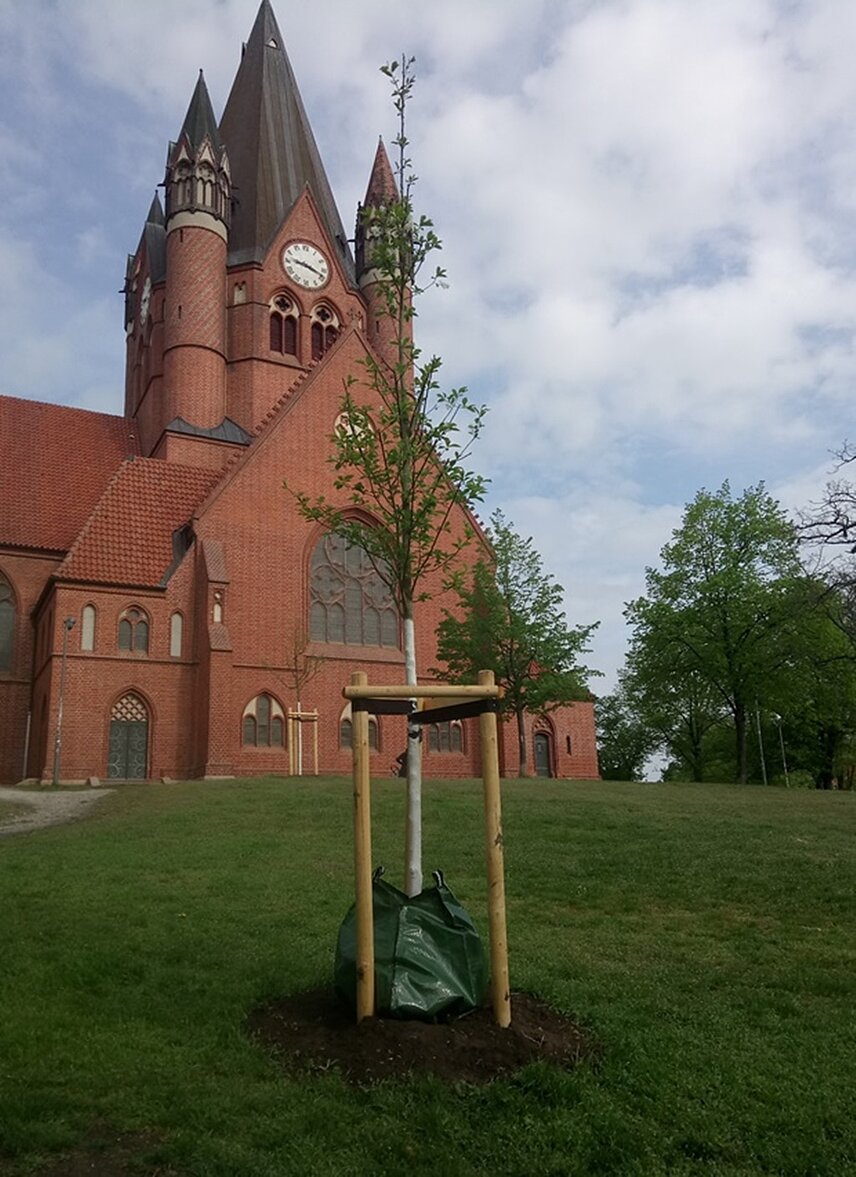 Ein junger Baum mit einem Bewässerungssack steht auf einer Grünfläche vor einer Kirche.