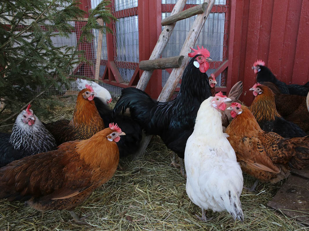 Hühner außen vor einer Hühnerleiter