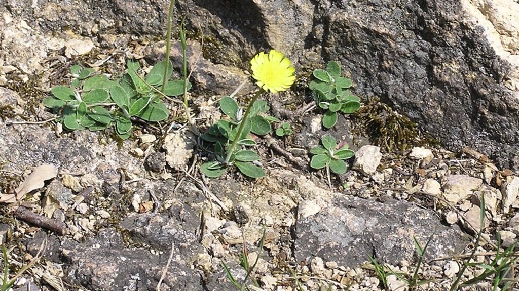 kleine gelbe Blume mit filzigen an der Unterseite hellen Blättern