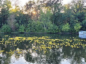 viele gelbe Enten schwimmen auf der Saale