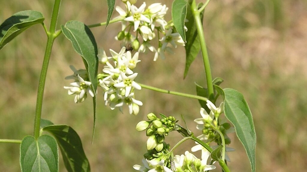 die Blüten sind weiß und in der Mitte gelb, spitze längliche grüne Blätter