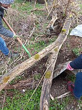 Foto zeigt großen Ast, der durch mehrere Hände geborgen wird.