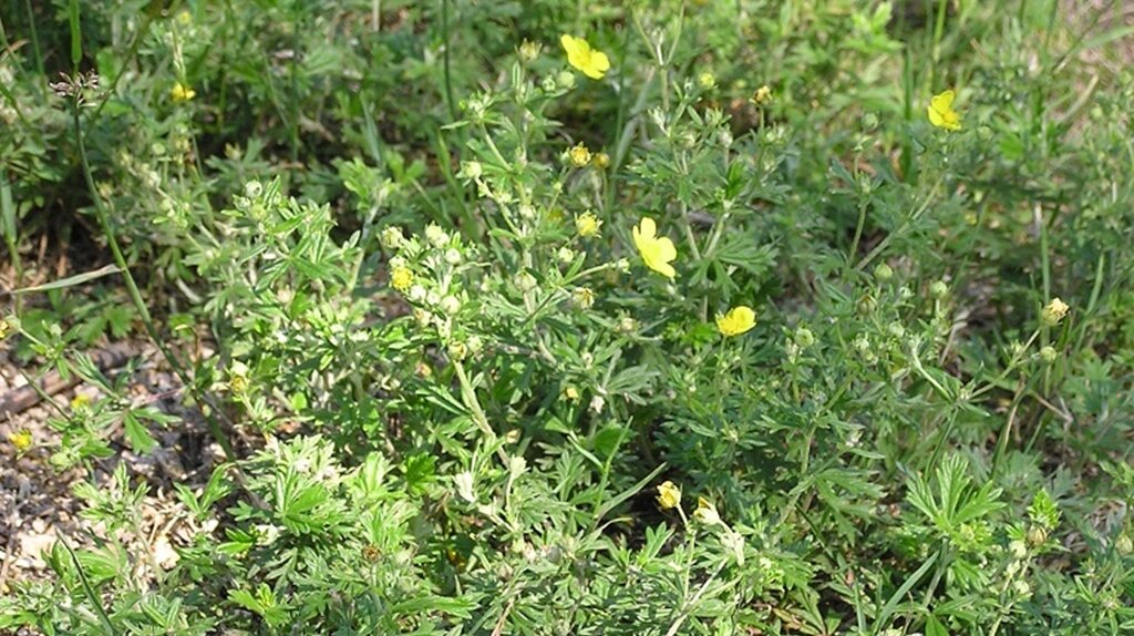 eine gelbe Blume mit fünf Kronenblättern