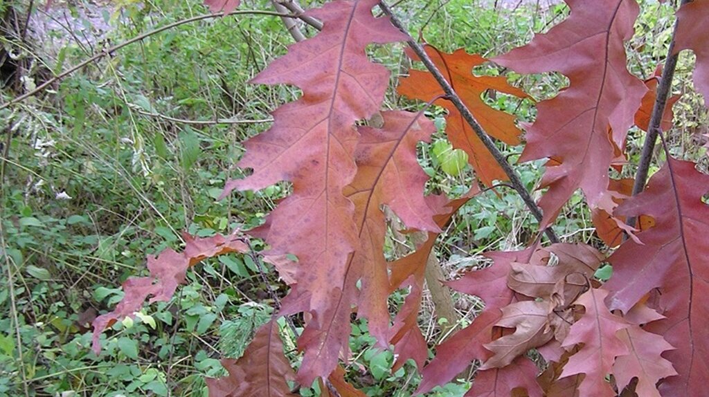 rote leuchtende mit Buchtungen versehene Blätter an einem Ast