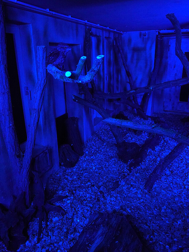 Mit Blaulicht ausgleuchtet ist die neue Nachttieranlage.