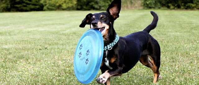 schwarzer Dachshund mit braunen Pfoten und Schnauze steht auf einer Wiese und hält eine Frisbeescheibe in der Schnauze