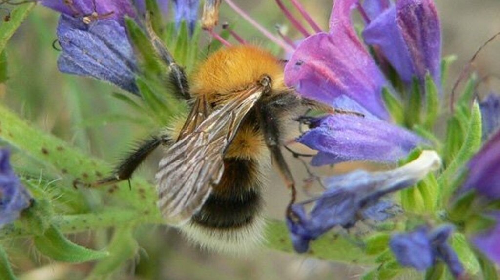 Biene sitzt auf einer Blühte