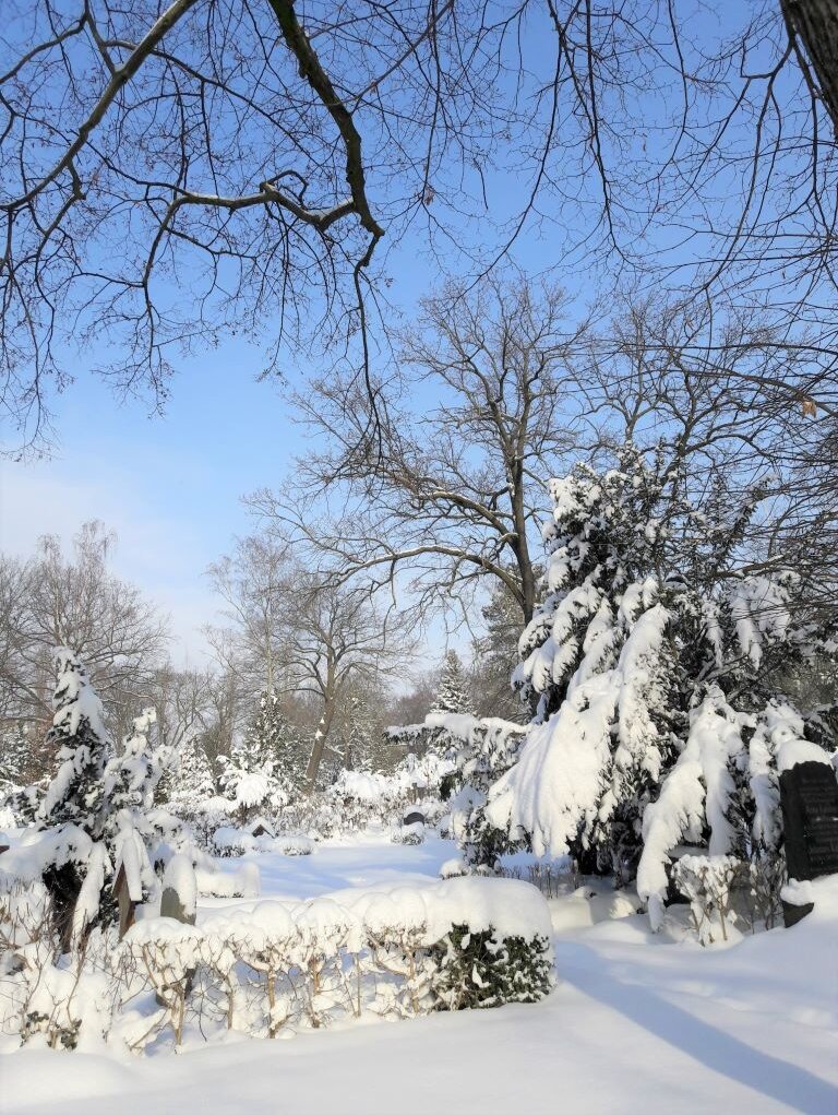 schneebedeckte Bäume und Gräber auf einem Friedhof, keine Menschen, blauer Himmel