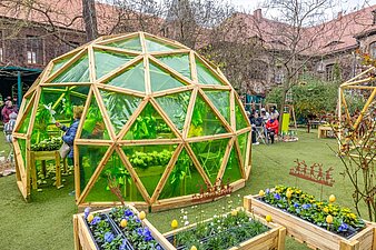 Geodätische Kuppel mit grüner Folie bespannt wie ein Gewächshaus, mit Frühlingsblumen bestückt