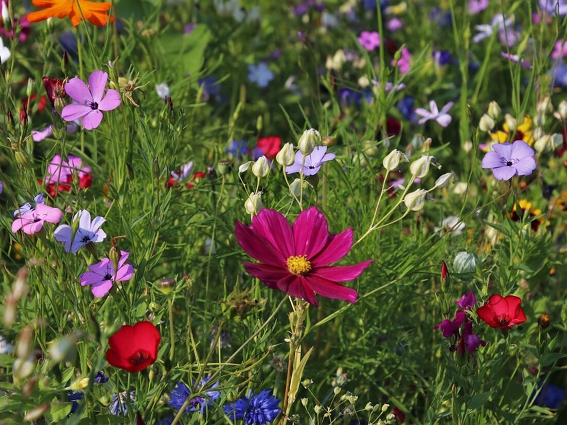 bunte Blumen auf einer grünen Wiese