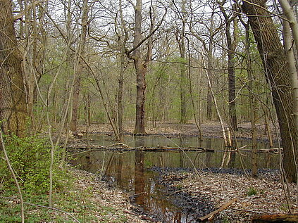 abgestorbene Bäume im Wasserloch im Wald